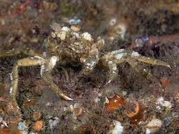 Image result for Hyas araneus