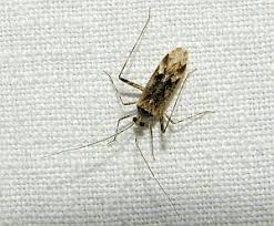 Attēlu rezultāti vaicājumam “Phytocoris tiliae imago”