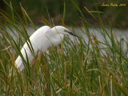 Attēlu rezultāti vaicājumam “Egretta alba adult”