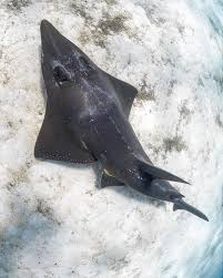 Image result for Rhynchobatus australiae