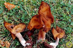Attēlu rezultāti vaicājumam “Gyromitra infula”