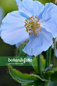 Image result for Scheinmohn blau