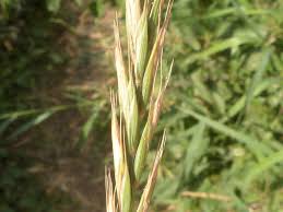 Attēlu rezultāti vaicājumam “Elymus caninus”