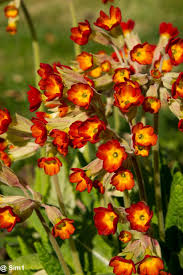 Attēlu rezultāti vaicājumam “Primula veris var. rubra”