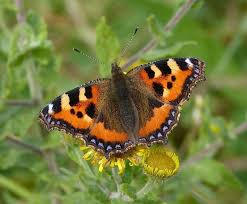 Image result for Small Tortoiseshell