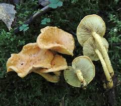 Attēlu rezultāti vaicājumam “Antrodiella faginea”