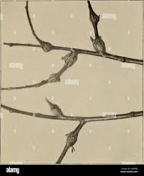 Attēlu rezultāti vaicājumam “Rhabdophaga rosaria”