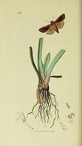 Attēlu rezultāti vaicājumam “Hydraecia micacea”