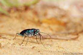 Attēlu rezultāti vaicājumam “Cicindela sylvatica imago”