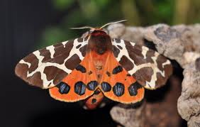 Attēlu rezultāti vaicājumam “Arctia caja”