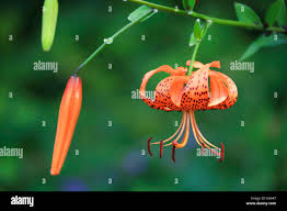 Attēlu rezultāti vaicājumam “Lilium lancifolium bud”