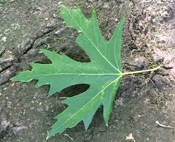 Attēlu rezultāti vaicājumam “Acer saccharinum leaf”