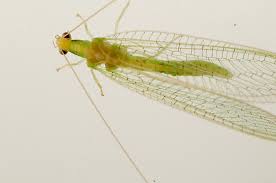 Attēlu rezultāti vaicājumam “Ophiotheca chrysosperma”