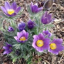 Attēlu rezultāti vaicājumam “Pulsatilla vulgaris”