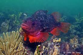 Image result for Cyclopterus lumpus