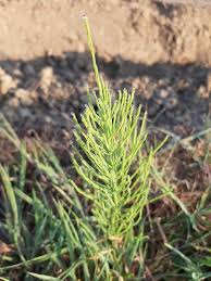 Attēlu rezultāti vaicājumam “Equisetum arvense”