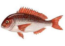 Image result for Pagrus