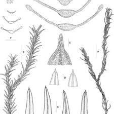 Attēlu rezultāti vaicājumam “Cinclidotus danubicus cells”