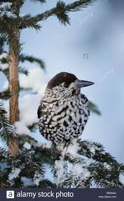 Attēlu rezultāti vaicājumam “Nucifraga caryocatactes adult”