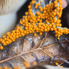 Attēlu rezultāti vaicājumam “Brefeldia maxima macro”