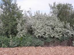 Attēlu rezultāti vaicājumam “Elaeagnus commutata”