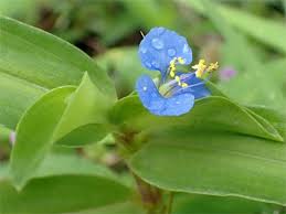 Attēlu rezultāti vaicājumam “Commelinaceae”