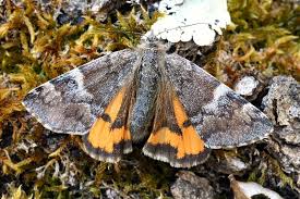 Attēlu rezultāti vaicājumam “Archiearis parthenias”