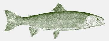 Image result for Salvelinus malma
