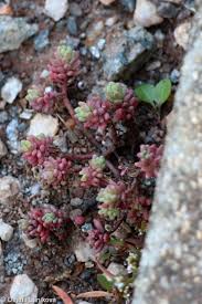 Attēlu rezultāti vaicājumam “Sedum pallidum flower”