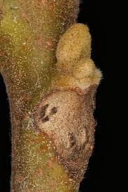 Attēlu rezultāti vaicājumam “Juglans mandshurica leaf”