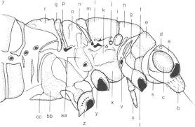 Attēlu rezultāti vaicājumam “Trioza dispar nymph”