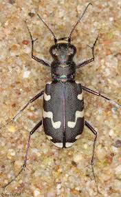 Attēlu rezultāti vaicājumam “Cicindela maritima”