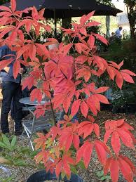 Attēlu rezultāti vaicājumam “Aesculus x neglecta”