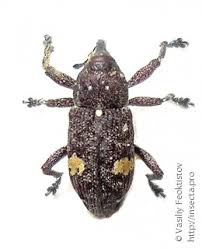 Attēlu rezultāti vaicājumam “Pissodes piniphilus”