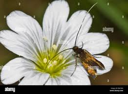 Attēlu rezultāti vaicājumam “Cauchas rufimitrella”