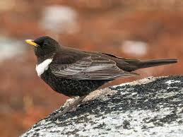 Image result for Turdus torquatus
