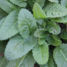 Attēlu rezultāti vaicājumam “Stachys officinalis leaf”