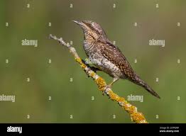 Attēlu rezultāti vaicājumam “Jynx torquilla adult”