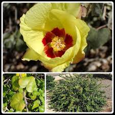 Attēlu rezultāti vaicājumam “Levisticum officinale flower”