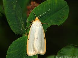 Attēlu rezultāti vaicājumam “Cybosia mesomella”