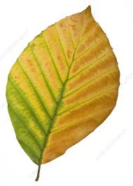 Attēlu rezultāti vaicājumam “Fagus sylvatica leaf”