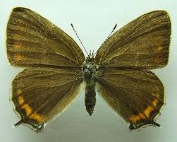 Attēlu rezultāti vaicājumam “Satyrium pruni”