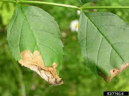 Attēlu rezultāti vaicājumam “Gracillaria syringella”