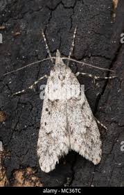 Attēlu rezultāti vaicājumam “Diurnea fagella”