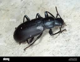 Attēlu rezultāti vaicājumam “Tenebrionidae”