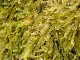 Attēlu rezultāti vaicājumam “Lophocolea minor”