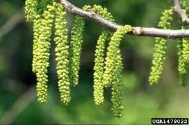Attēlu rezultāti vaicājumam “Juglans cinerea flower”