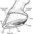 How to wrap a Horse's Hoof