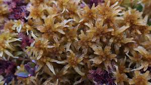 Attēlu rezultāti vaicājumam “Sphagnum balticum”