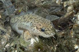 Image result for Lota lota